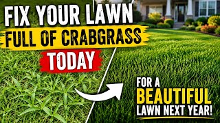 How to FIx a Lawn Full of Crabgrass