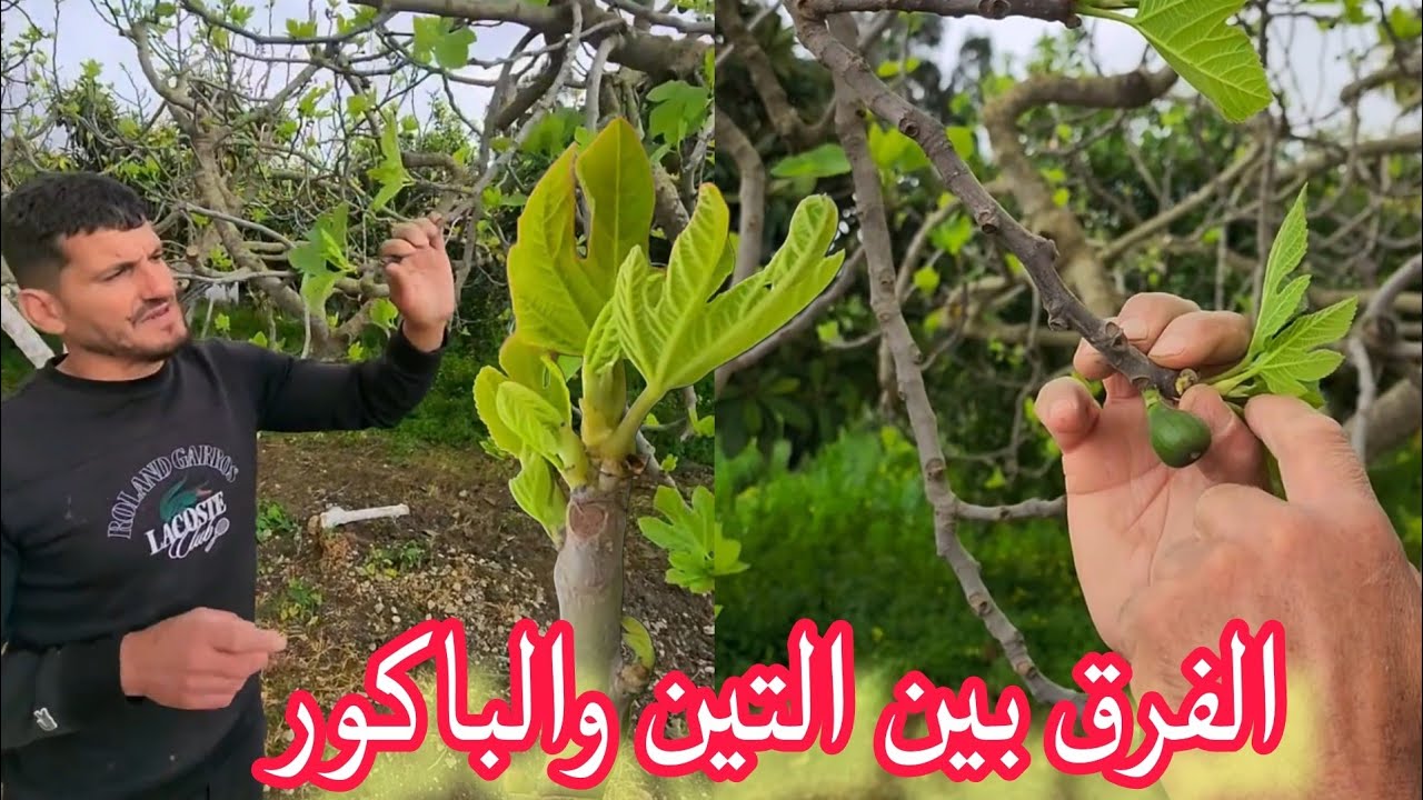 معلومة قييمة حول شجرة التين والفرق بين إنتاج الباكور و التين في تقليم الشجرة 