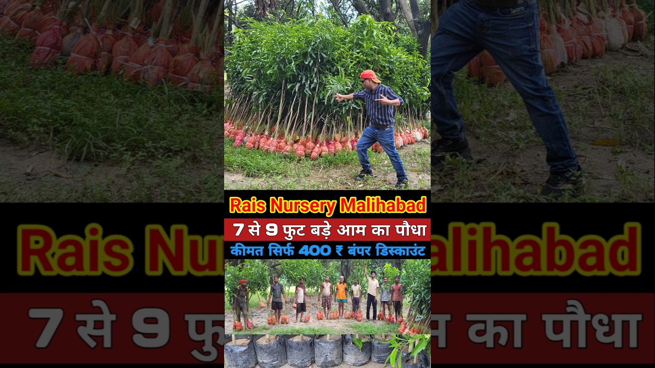 Big size mango plant nursery malihabad | mango nursery malihabad | fruit plant nursery | big plants