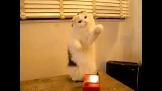 Cat Playing A Theremin