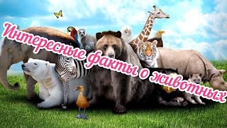 Интересные факты о диких животных. 50 ТОП фактов о животных!!!!