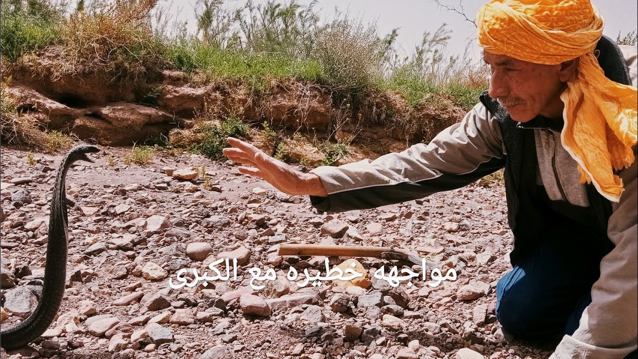 مواجهه خطيره مع الكوبرا العيساوي ابراهيم لم تراها من قبل