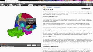 neuroanatomist demo 5/11/12 screenshot 2