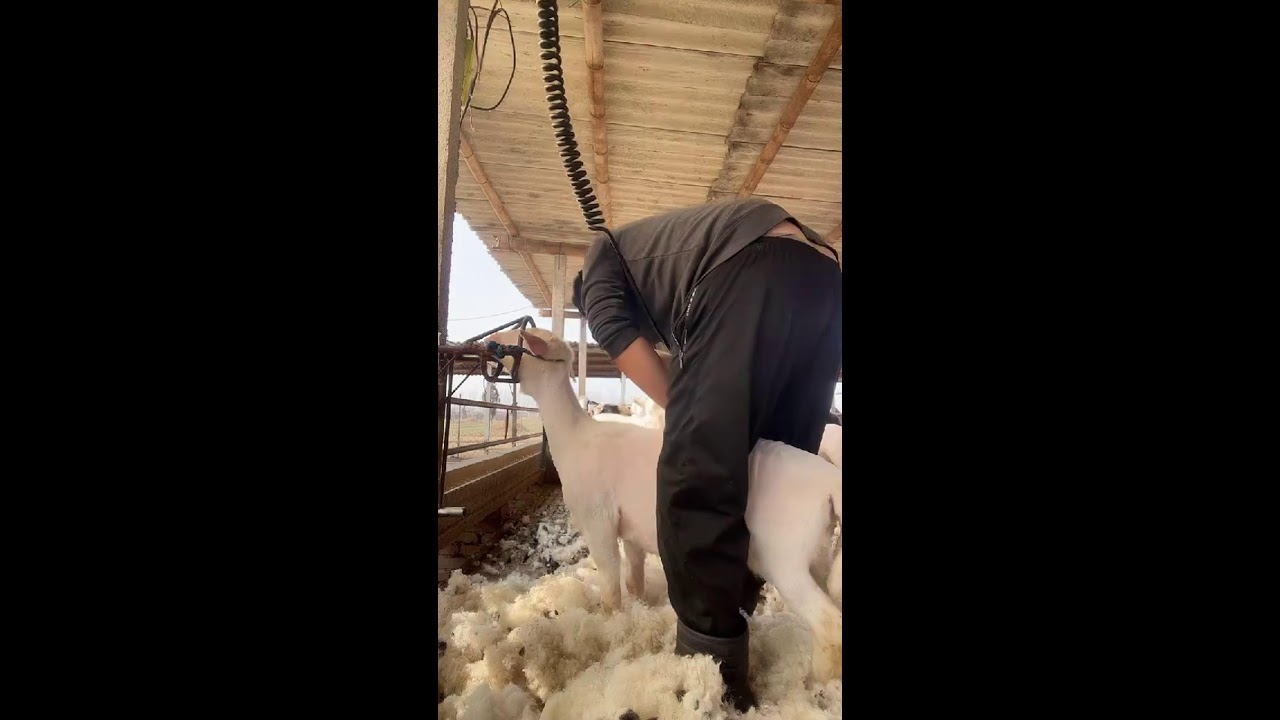 LIVE📹 | Real sheep shearing 