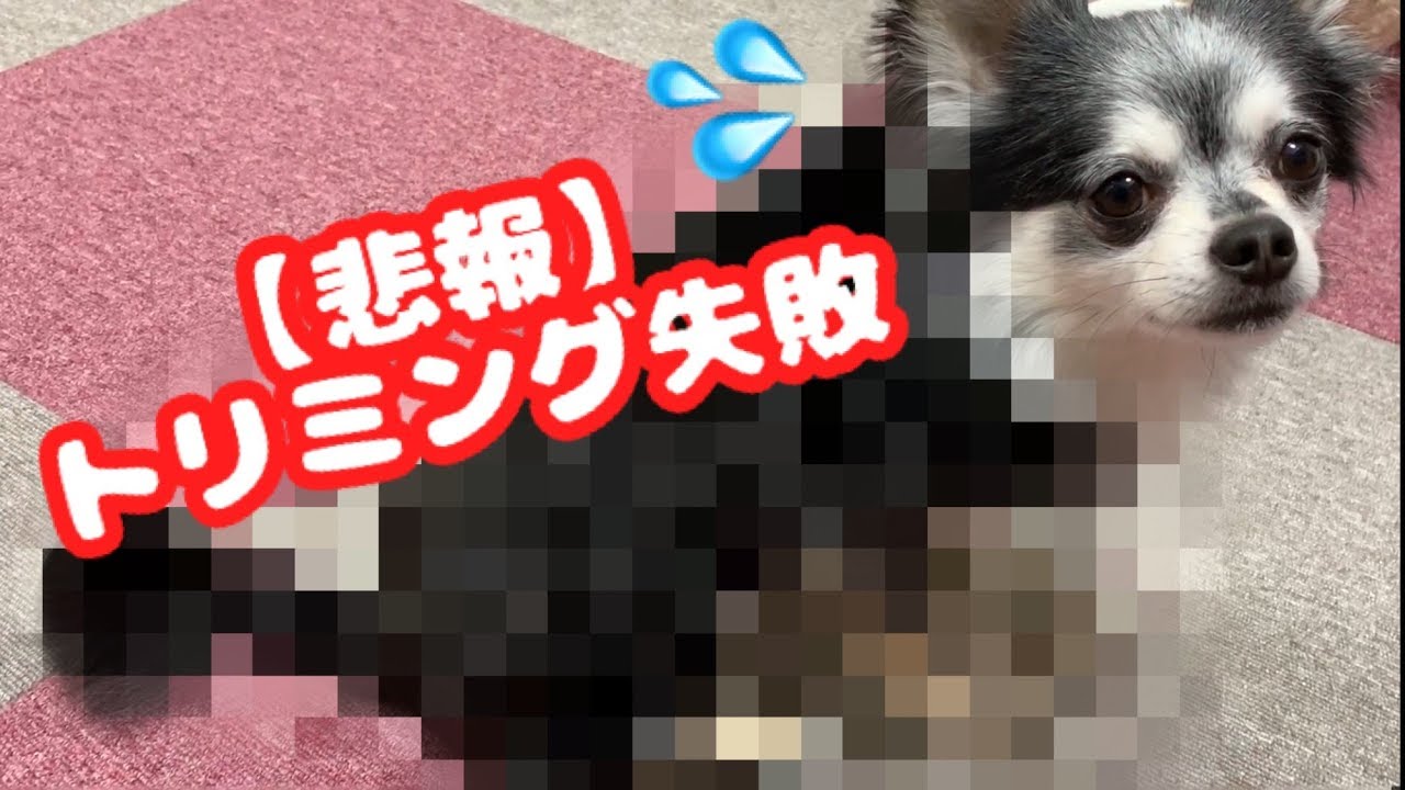 悲報 チワワがトリミングに失敗しました ライオンじゃないライオンカット Failed To Trim My Dog Youtube