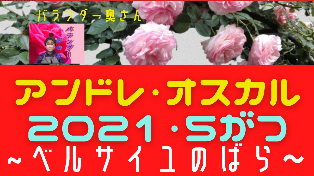 アンドレ＆オスカル【5月バラの開花～その６～】2021年5月