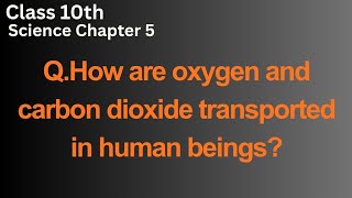 How are oxygen and carbon dioxide transported in human beings?