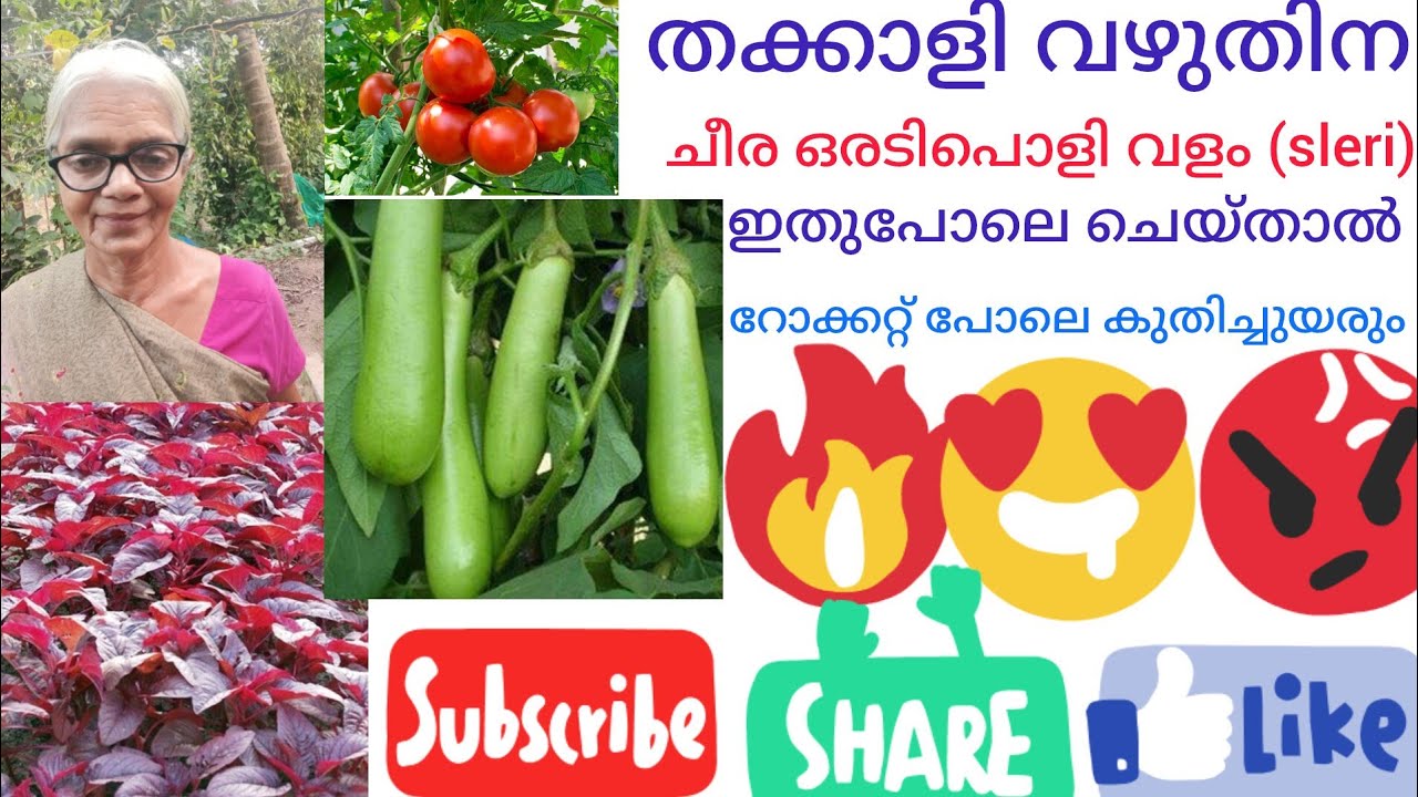 തക്കാളിക്കും ചീരക്കും വഴുതിനേക്കും വളം (സ്ലറി )ഇതുപോലെ ചെയ്താൽ റോക്കറ്റ് പോലെ കുതിച്ചു ഉയരും കാണു 