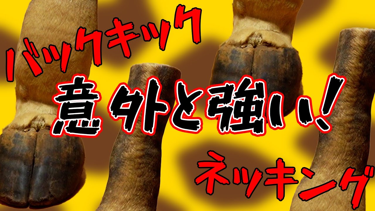 ライオンにも負けない ケープキリン Youtube