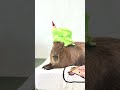 Mission failed successfully 🤣🐢#capybara #capybaracafe #animalcafe #tokyo #水豚