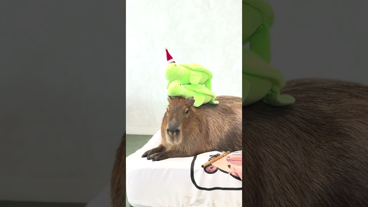 Mission failed successfully 🤣🐢#capybara #capybaracafe #animalcafe #tokyo #水豚