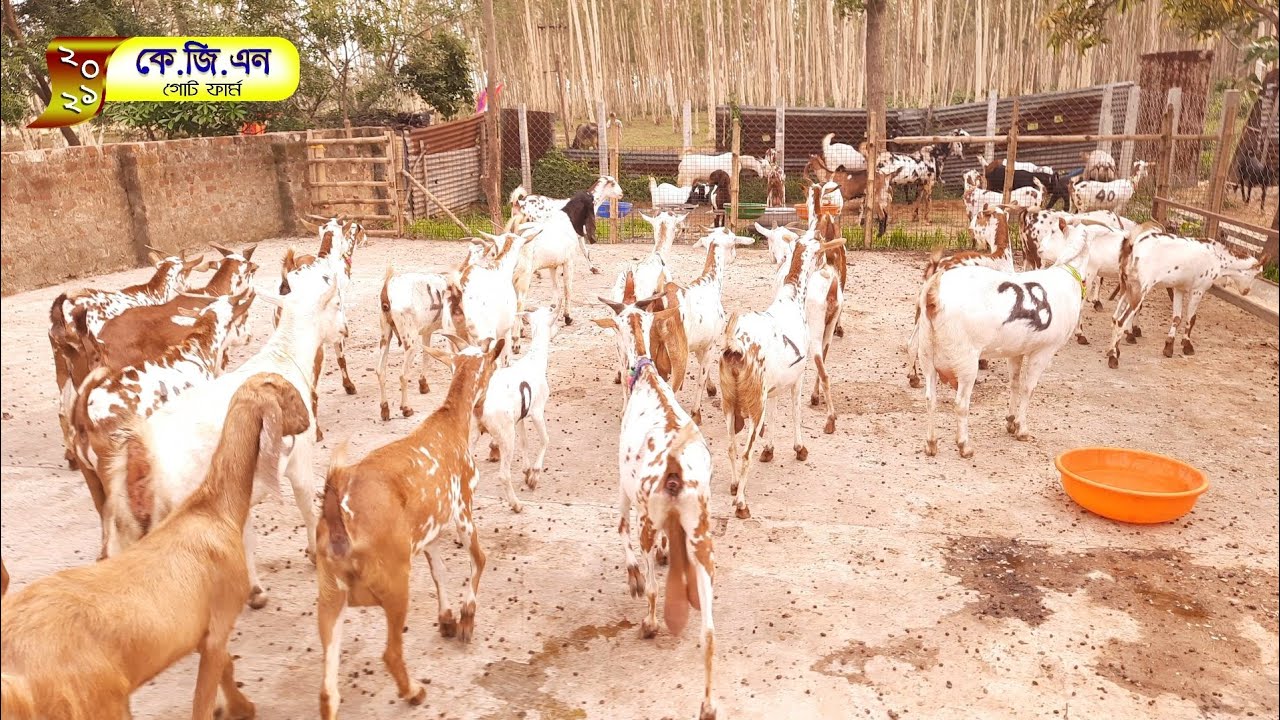 Goatery Farm Project In West Bengal