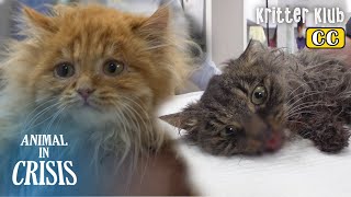 Nine Beautiful Norwegian Forest Cats Abandonment l Animal in Crisis Ep 360