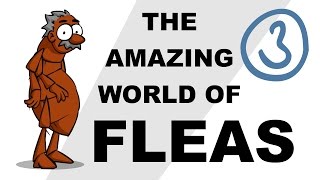 The Amazing World of Fleas - Plain and Simple (Part 3) Fleas Michael Dryden Dvm Ms Phd