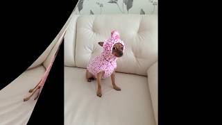 Вяжем для наших любимцев) Вязанная одежда для собак своими руками# забавные животные # модница Дэйзи Вяжем для наших любимцев) Вязанная одежда для собак своими руками# забавные животные # модница Дэйзи