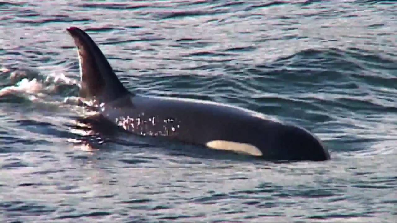 Whale Watching in Seattle - YouTube