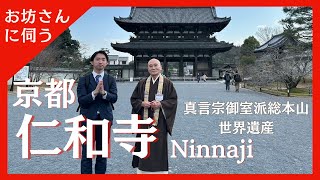 【 公式案内 】 仁和寺の見どころまるごと紹介！✨ - 真言宗御室派総本山 #仁和寺 #京都観光 #神社仏閣