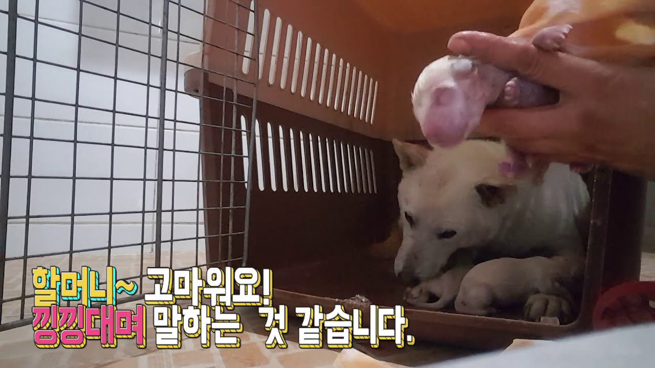 무려 일곱남매 출산!! 눈물나는 순간을 함께 해주세요. #고생했어 믿음아~