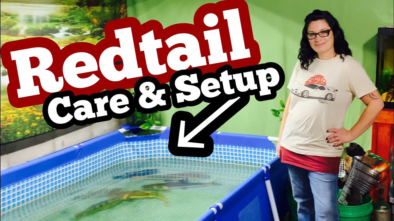 Redtail Catfish Care & Growth Rate YouTube