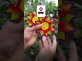 ഗോൾഡ് തുപ്പുന്ന സൂര്യക്കാന്തി Mr Big Sunflower wheel #padakkam,#vishu2026,#shorts