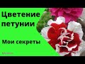 Уход за петуниями в открытом грунте. Цветение петуний.