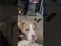@zestaamanda: #dog #doglover