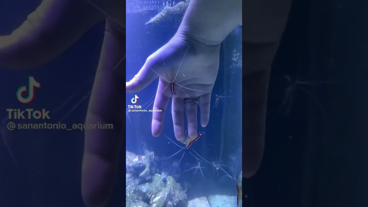 Cleaner Shrimp feed on dead tissues and parasites. 🦐 