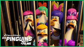 Os Pinguins São Capturados Dreamworks Madagascar Em Português