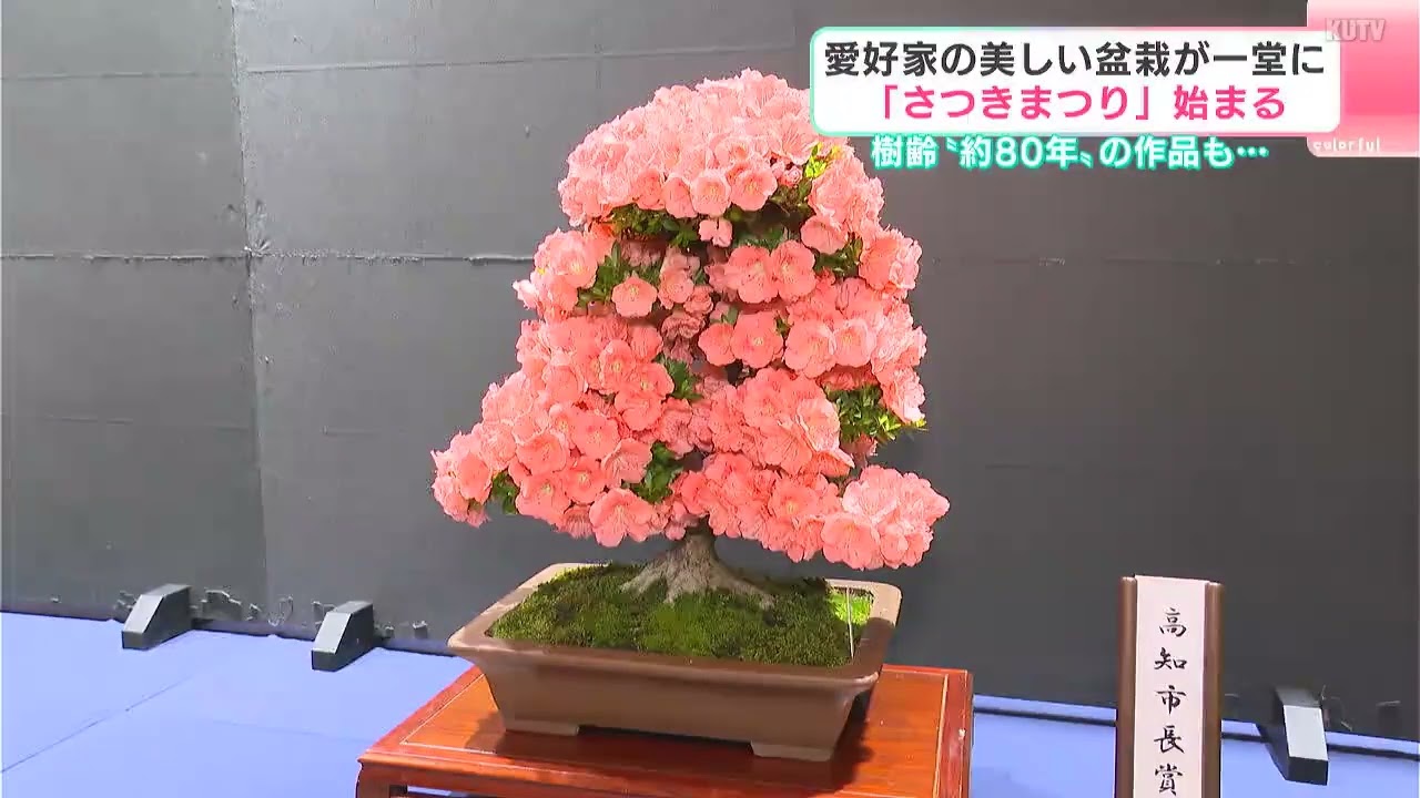 気候変動の逆風を乗り越えて花の命を“この4日間”に合わせる愛好家たち