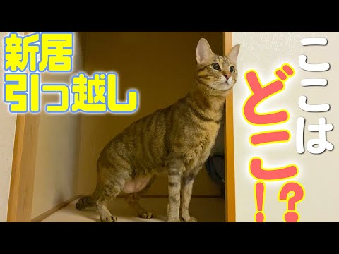 ついに引っ越し！！初めての新居に猫たちの反応は…？！