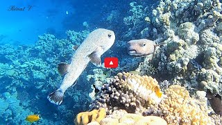 La Danse Nuptiale Du Diodon Grand Porc-Épic