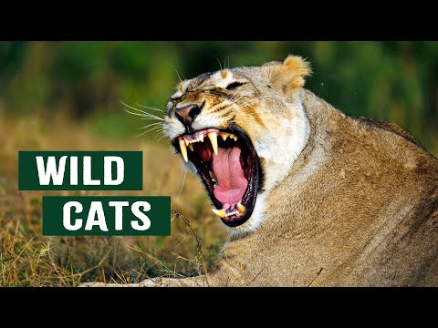 HUMANS VS. WILD ANIMALS: CAN WE COEXIST WITH BIG CATS?