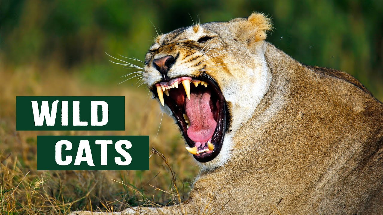 Humans vs. Wild Animals: Can We Coexist with Big Cats?
