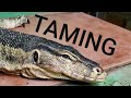 Asian Water Monitor Taming