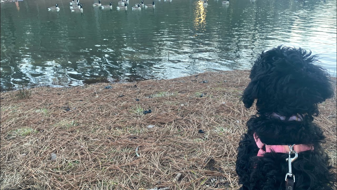 Training My Standard Poodle: Episode 8: How to teach my dog to walk on leash