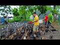 DUCK FARMING & QUIAL RAISING│Harvesting duck eggs! Everything you need to know about Raising Ducks