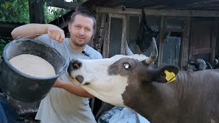 видео: ✅БМВД Dvorek 20% КД для лактуючих корів щоб корова давала 50 літрів молока🐮🥛#cow #milk #farmer #farm картинка: ✅БМВД Dvorek 20% КД для лактуючих корів щоб корова давала 50 літрів молока🐮🥛#cow #milk #farmer #farm