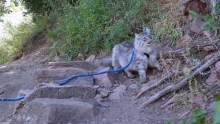 Hiking in Golden Colorado by King Curtis the Cat 592 views 7 years ago 2 minutes, 12 seconds