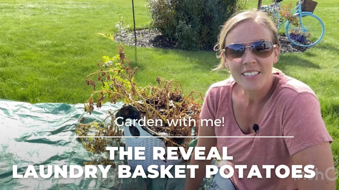 Potato Harvest Reveal / Grown in a Dollar Store Laundry Basket 2021