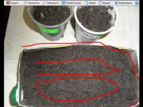 Посадка семян помидоров. - YouTube