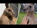 This giant kangaroo with huge ego is the biggest baby