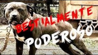 El Pitbull Diablo, Solo Quedan Pocos