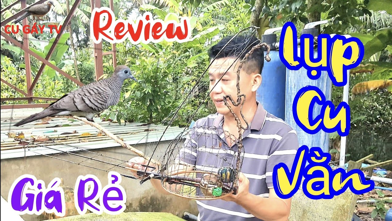 Review - Lụp Cu Vằn - Đẹp ! 