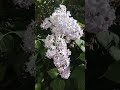 Цветущие дерево май 2026