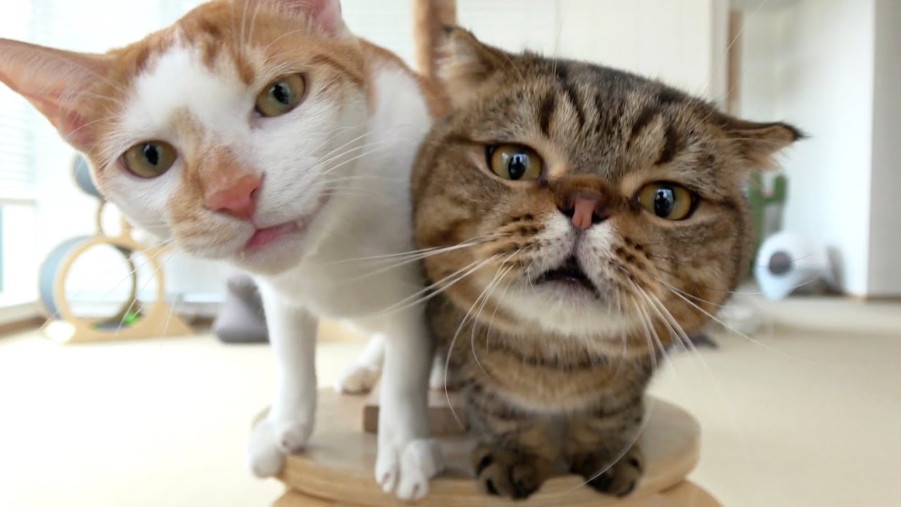 루루? 디디? 도도? 츄츄????? 최고의 고양이는 누구??