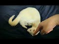 お月様になったフェレット【思い出】