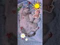 Scottish Kittens Looking for Homes on Madeira Island 🏝️ | Madeira Velvet Paws Cattery