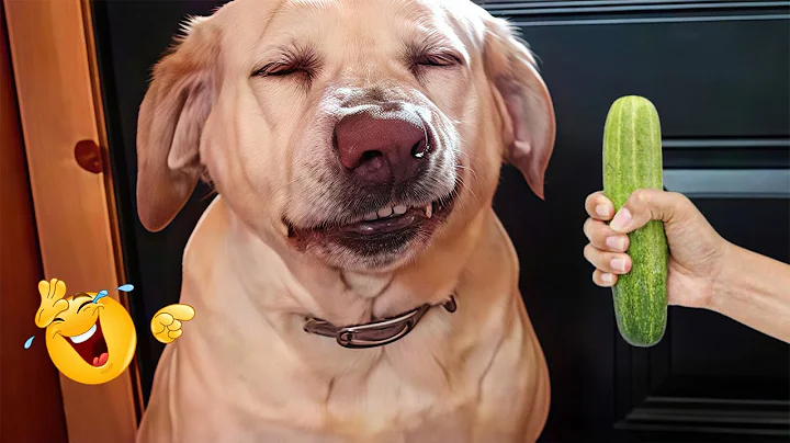 Video 11583191: funny animals funniest cats, dog compilation