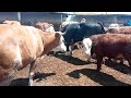 Calves and cows mating