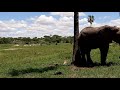 Elephant in Tarangire enjoying happy moment